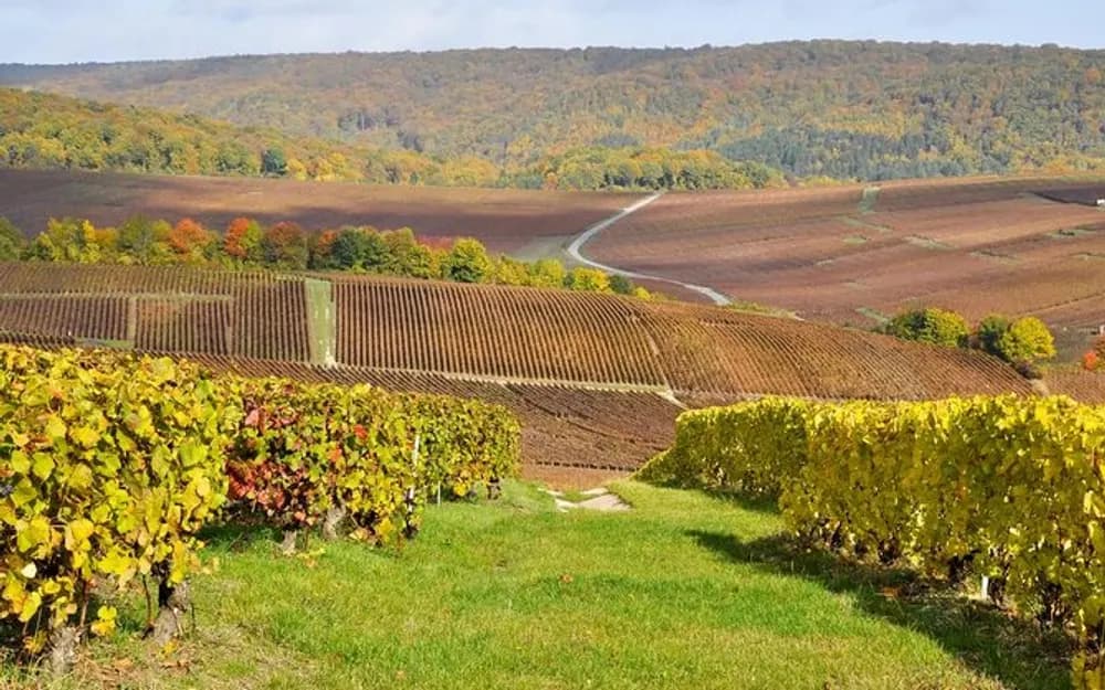 Moet Chandon, Hautvillers and Maison Mumm Day Trip from Paris for Small Groups