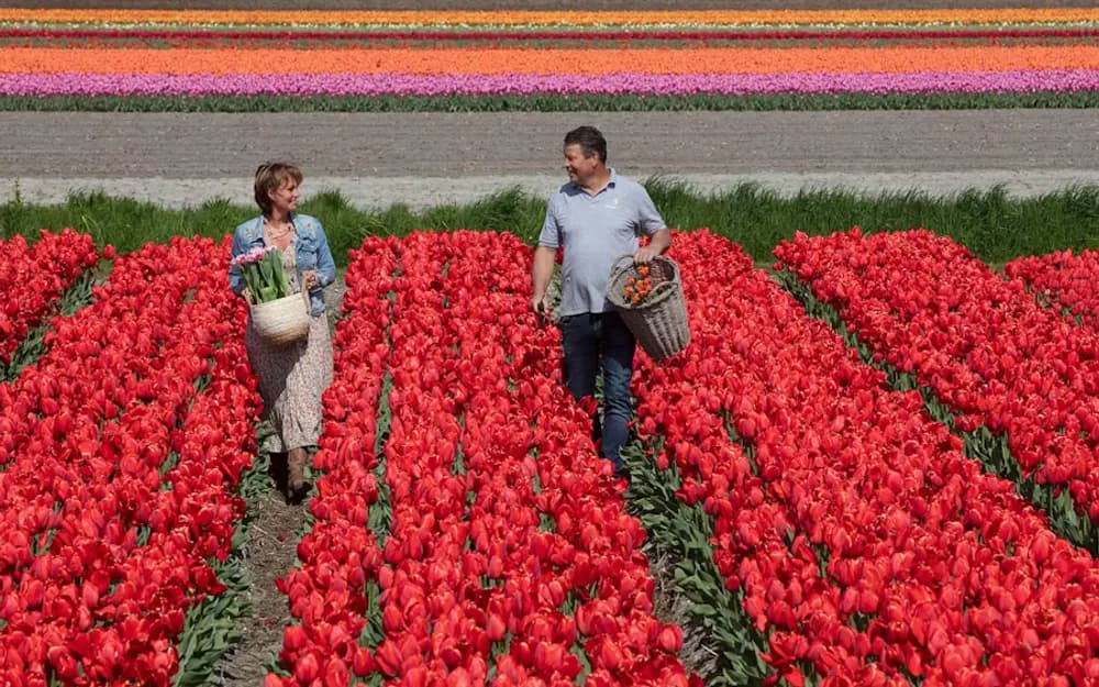 Keukenhof Day Trip from Amsterdam with Windmill Cruise