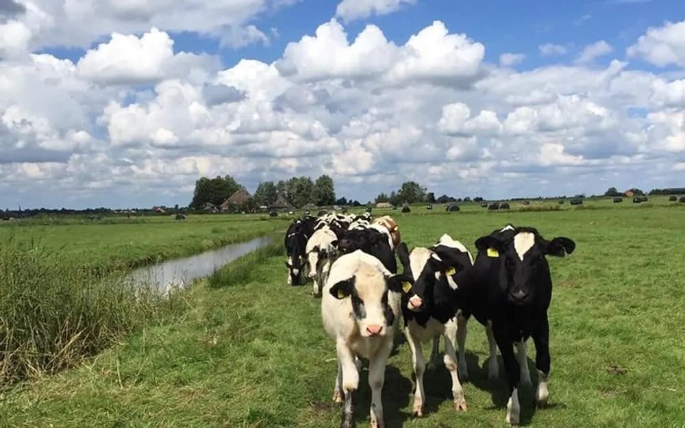 Amsterdam Countryside Bike Tour