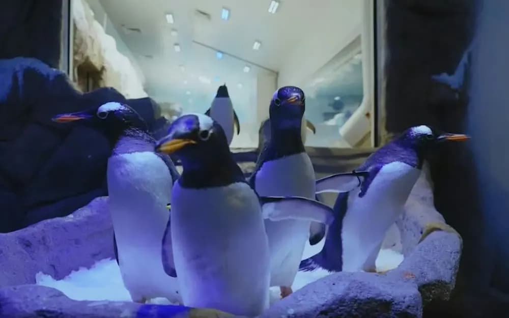 Dubai Aquarium and Underwater Zoo Tickets