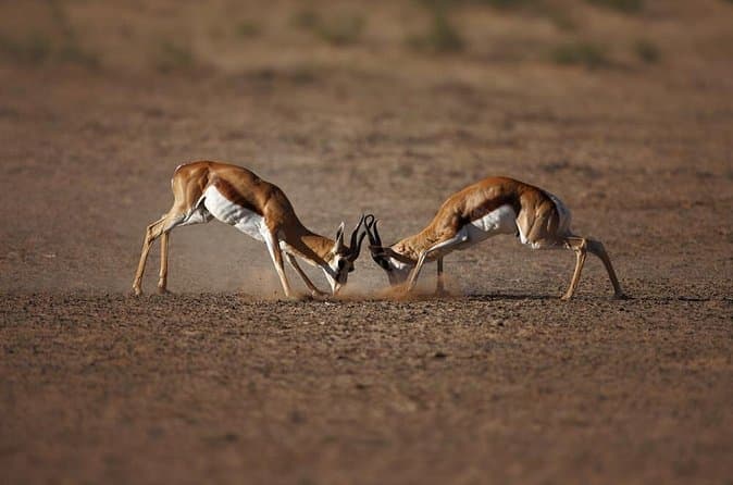 Aquila Game Reserve Safari Trip from Cape Town