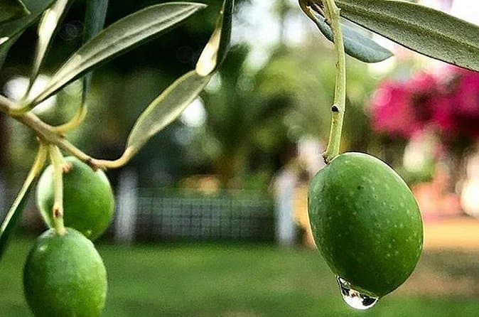 Carmona Day Trip from Seville with Olive Oil Tasting