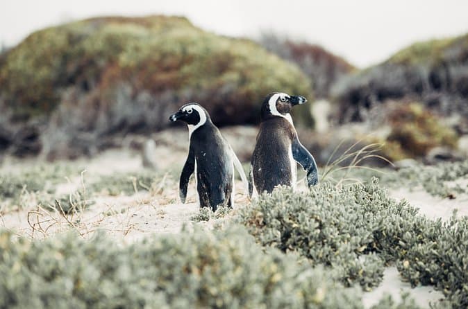 Cape Peninsula and Penguin Colony Day Trip from Cape Town