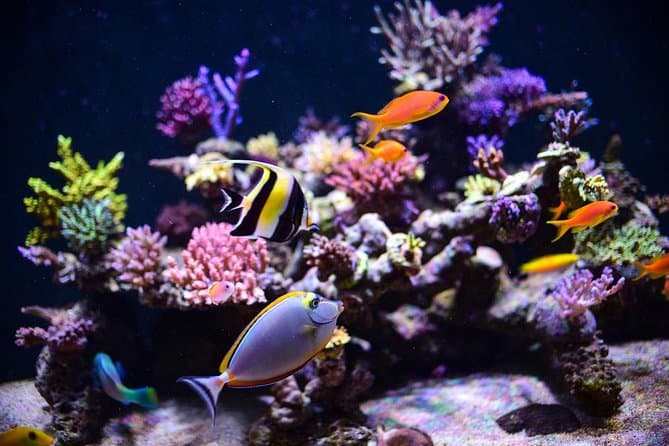 Hurghada Grand Aquarium Tickets