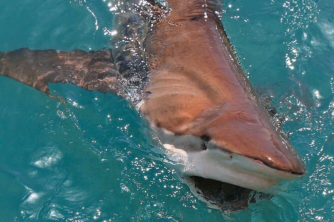 Marine Animals Watching Boat Tour from Cape Town