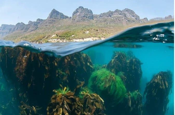 Snorkeling & Boat Trip to Discover Marine Life in Cape Town