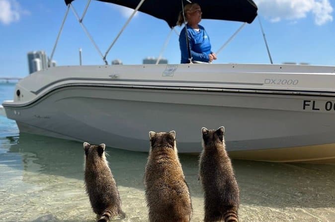 Miami Snorkeling and Dolphin Watching Private Tour