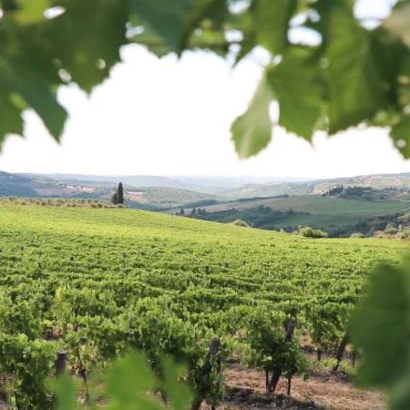 Chianti Wine Tour from Florence