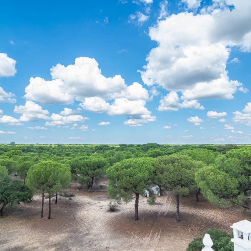 Doñana National Park Day Trip from Seville