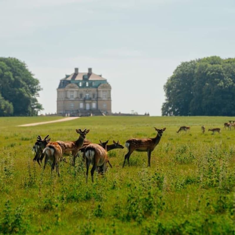 Dyrehaven Deer Park Bike Tour with Train Transfer from Copenhagen