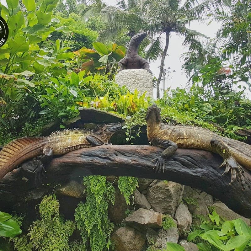 Bali Reptile Park Tickets